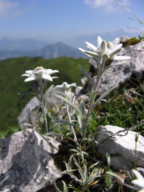 Leontopodium alpinum / Stella alpina